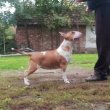 Bullterrier kan kiskutya 