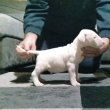 Bullterrier kan kiskutya 