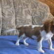 Eladó cavalier blenheim szinű kan kiskutya!!