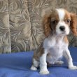 Eladó cavalier blenheim szinű kan kiskutya!!