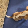 Eladó cavalier blenheim szinű kan kiskutya!!