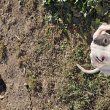 Eladó Argentin dog kölykök törzskönyves szülőktől