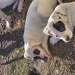 Eladó Argentin dog kölykök törzskönyves szülőktől