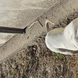 Eladó Argentin dog kölykök törzskönyves szülőktől