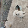 Kuvasz kiskutya gazdisodna