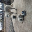 Kuvasz kiskutya gazdisodna