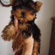 Yorkshire terrier picike kiskutyák eladók