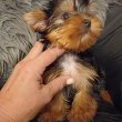 Yorkshire terrier picike kiskutyák eladók