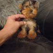 Yorkshire terrier picike kiskutyák eladók