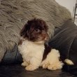 Bichon havanese csokoládé babák eladók
