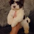 Bichon havanese csokoládé babák eladók