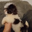 Bichon havanese csokoládé babák eladók