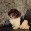 Bichon havanese csokoládé babák eladók