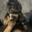 Bichon havanese babák eladók