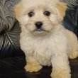 Bichon havanese babák eladók