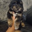 Bichon havanese babák eladók
