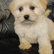 Bichon havanese babák eladók