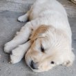 Golden Retriever kölyökkutyák