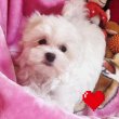 Gyönyörűszép  Bichon Havanese kiskutyák eladók 