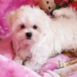 Gyönyörűszép  Bichon Havanese kiskutyák eladók 