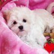 Gyönyörűszép  Bichon Havanese kiskutyák eladók 