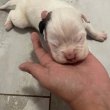 Boxer kutya