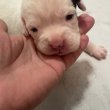 Boxer kutya