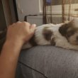 Eladó tündéri shih tzu kiskutyák 