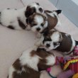 Eladó tündéri shih tzu kiskutyák 