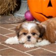 Imádnivaló shih tzu kiskutyák