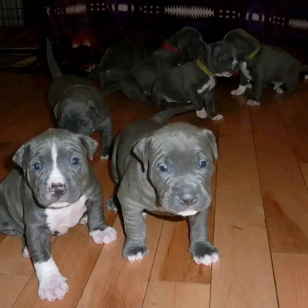 Amerikai pitbull kölykök
