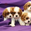Cavalier King Charles spániel kiskutyák