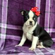 Boston terrier kiskutyák