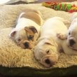 Angol bulldog kölykök