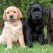 Labrador retriever kiskutyák