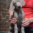 Weimari vizsla kölykök