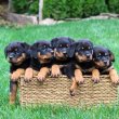 Rottweiler kölykök