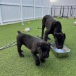 Cane Corso kiskutyák