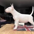 Bullterrier kiskutyák