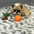Gyönyörű, 11 hetes francia bulldogok – 