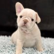 Gyönyörű, 11 hetes francia bulldogok – 