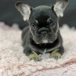 Gyönyörű, 11 hetes francia bulldogok – 