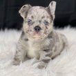 Gyönyörű, 11 hetes francia bulldogok – 