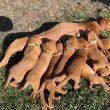 Eladó tüneményes magyar vizsla kiskutyák!