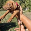 Eladó tüneményes magyar vizsla kiskutyák!
