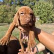 Eladó tüneményes magyar vizsla kiskutyák!