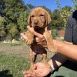 Eladó tüneményes magyar vizsla kiskutyák!
