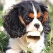 fajtatiszta Cavalier King Charles spániel kölykök.
