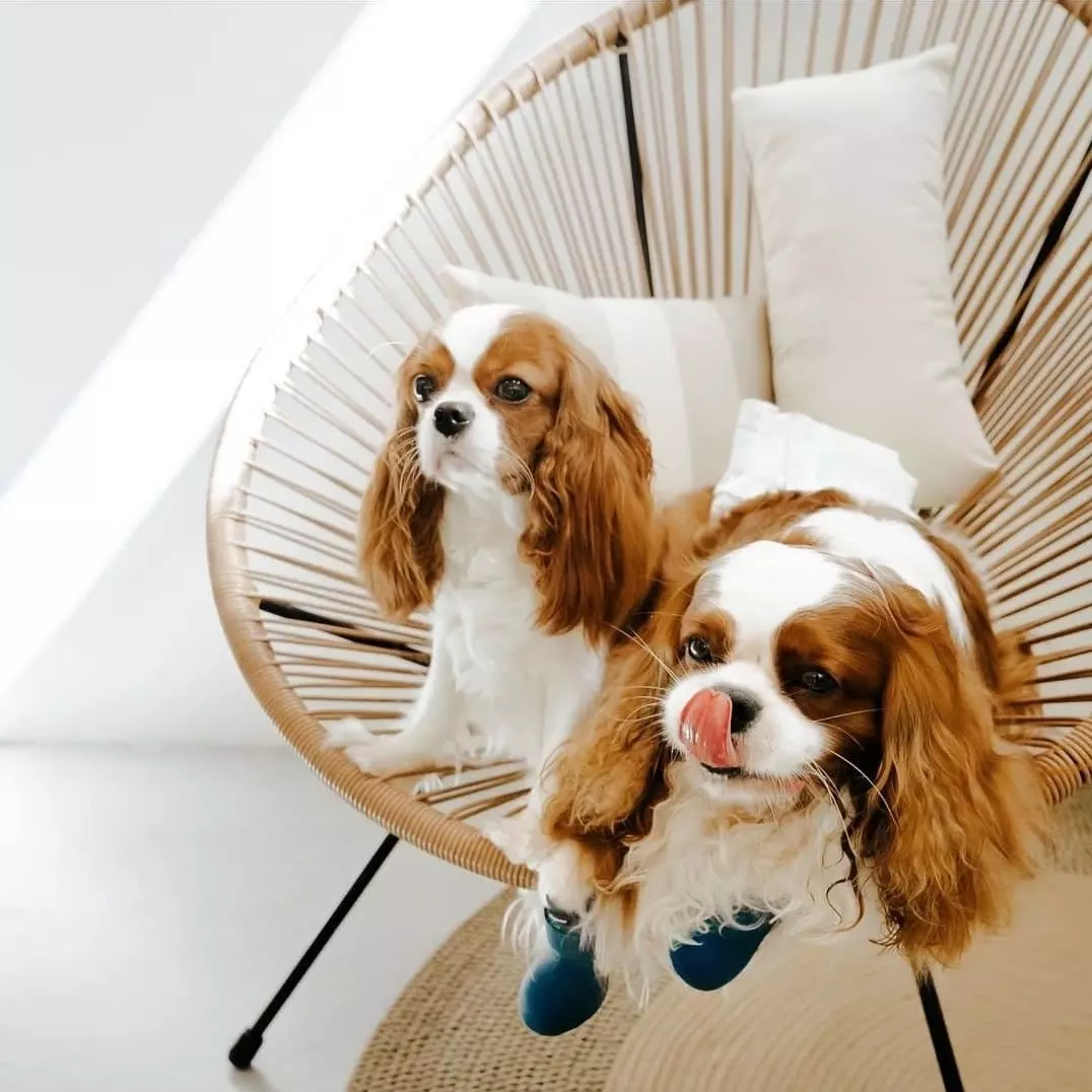 fajtatiszta Cavalier King Charles spániel kölykök.