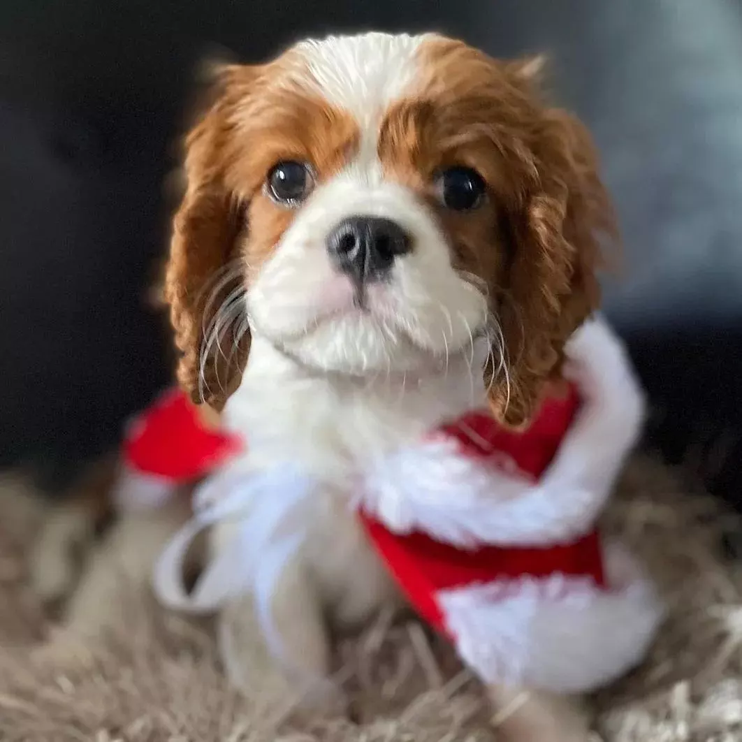 fajtatiszta Cavalier King Charles spániel kölykök.